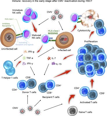 Diagnosis and treatment for the early stage of cytomegalovirus infection during hematopoietic stem cell transplantation